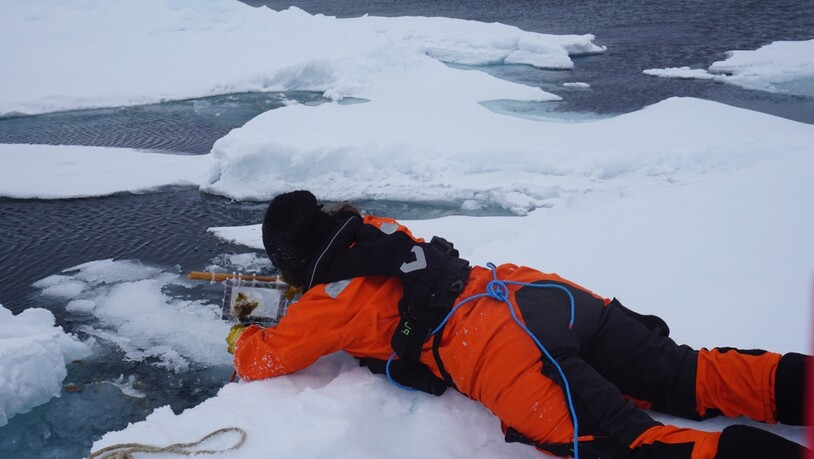 Forscherin Melanie Bergmann nimmt eine Probe der Eisalge Melosira arctica in der Arktis.