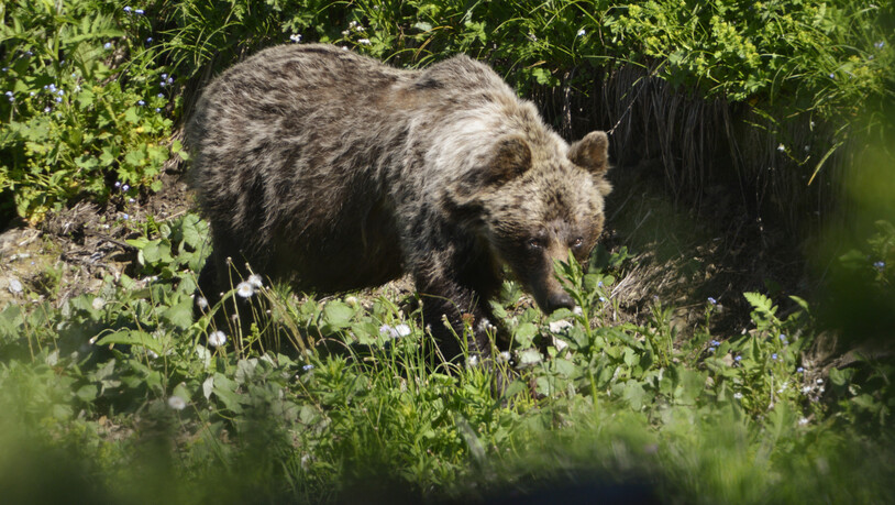 ARCHIV - Ein Braunbär ist in einem Wald unterwegs. Foto: Milan Kapusta/tasr/dpa