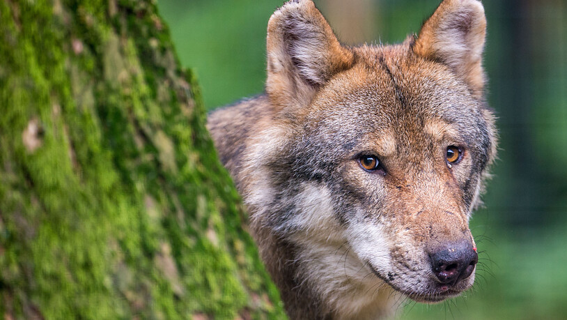 Geht es nach den Initianten, soll der Abschuss von Wölfen das ganze Jahr über und überall ausser im Nationalpark erlaubt sein. (Archivbild)