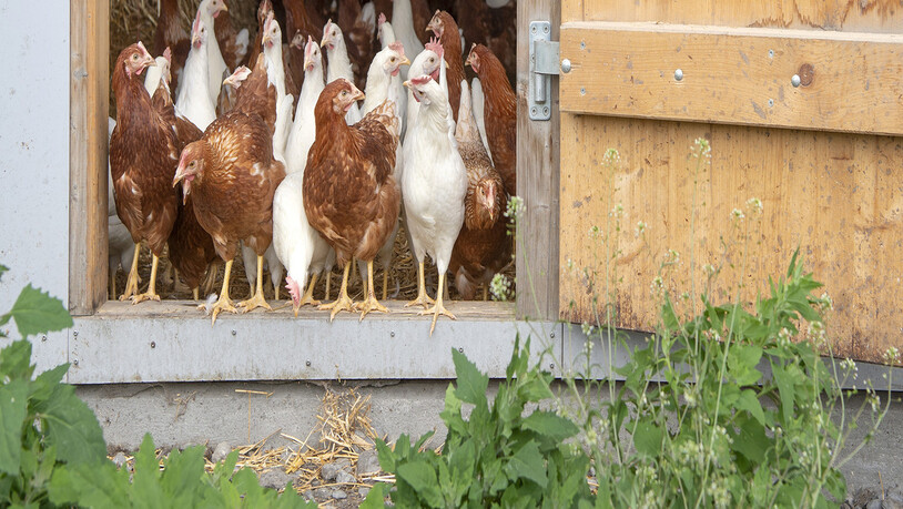 Hühner, Gänse und Pfauen dürfen wieder ins Freie. Die Massnahmen zur Bekämpfung der Vogelgrippe sind seit Montag aufgehoben, worüber man sich auch bei Rusti’s Eier in Cazis freut.