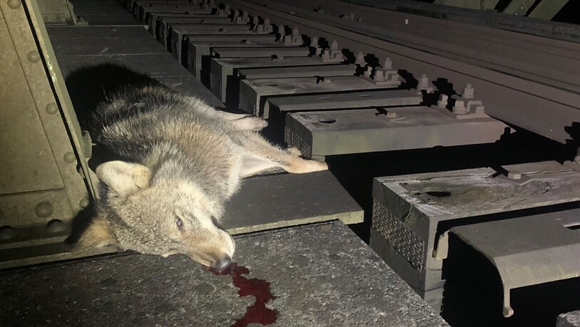 Der Wolf wurde von einem Zug angefahren und getötet.