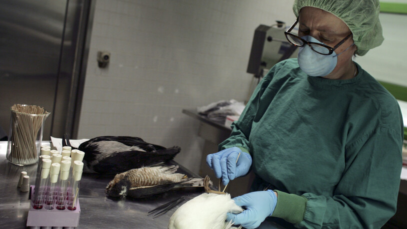 Eine Laborantin untersucht 2006 in Berlin eine tote Möwe auf das Vogelgrippevirus. (Archivbild)