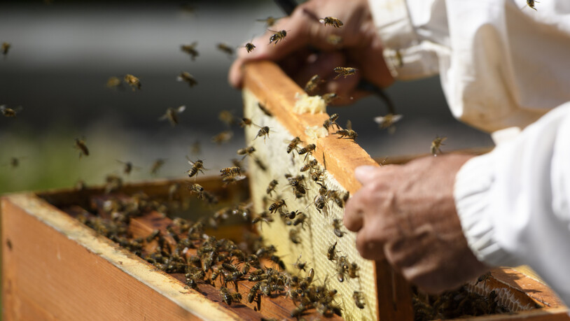 Das warme Jahr 2022 hat die Schweizer Bienen fit gemacht, um den Winter besser zu überstehen als noch im Jahr davor. (Archiv)