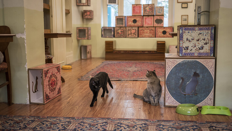 ARCHIV - Zwei Katzen gehen durch einen Raum des Museums für Perserkatzen in Teheran. Das Museum muss aus unbekannten Gründen bis auf Weiteres schließen. Foto: Arne Bänsch/dpa