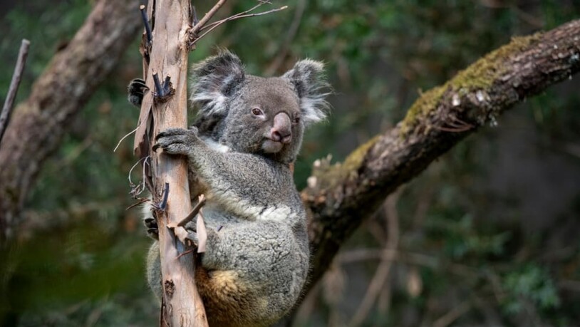 Koala-Weibchen Maisy im Zoo Zürich.