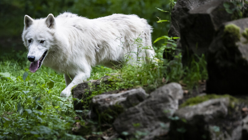 Ein kranker Wolf wurde in einem Garten in Valens SG im Taminatal vom Wildhüter erlegt. (Symbolbild)