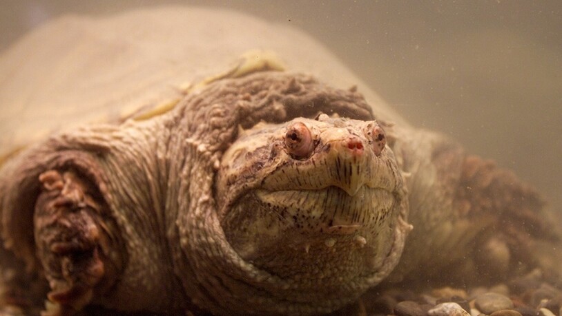Unerwünschte Art: Die aus Nordamerikanische stammende Schnappschildkröte kann der heimischen Fauna Schaden zufügen. (Archivbild)