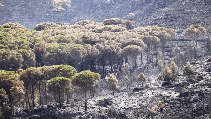 Von Waldbränden zerstörte Bäume. Auf der italienischen Mittelmeerinsel Sizilien sind größere Wald- und Flächenbrände ausgebrochen. Foto: Alberto Lo Bianco/LaPresse via ZUMA Press/dpa