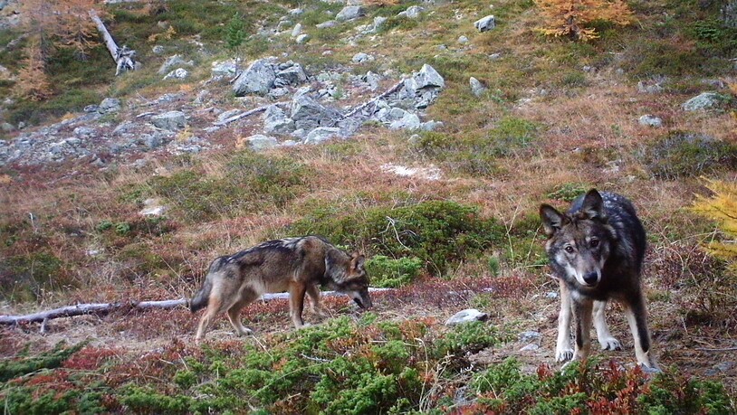 Zwei Wölfe des im Augstbordgebiet im Oberwallis ansässigen Rudels. (Archivbild)