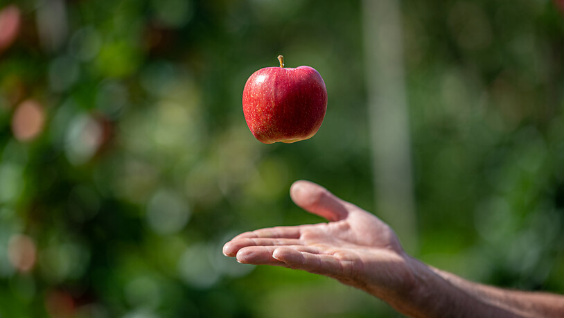 Das Unternehmen Apple beansprucht die Abbildung eines Apfels als geschützte Bildmarke. (Themenbild)