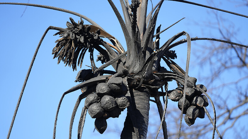 Eine verbrannte Kokospalme ist in Lahaina zu sehen. Foto: Rick Bowmer/AP