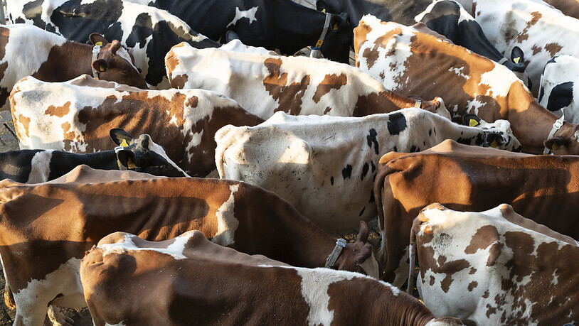 Die globale Erwärmung könnte einer Studie zufolge dramatische Auswirkungen auf die Gesundheit von Kühen weltweit haben. Mehr als eine Milliarde Tiere könnte bis zum Ende des Jahrhunderts unter Hitzestress leiden. (Symbolbild)