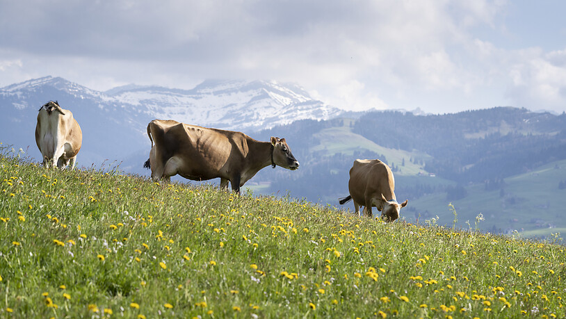 Auf Schweizer Wiesen grasen immer weniger Milchkühe. (Archivbild)