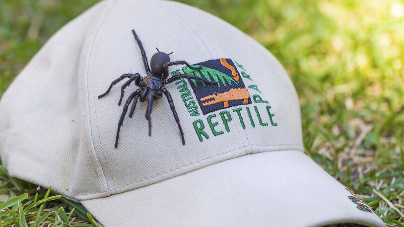 “Hercules”: Mega-vision's record spider found in Australia