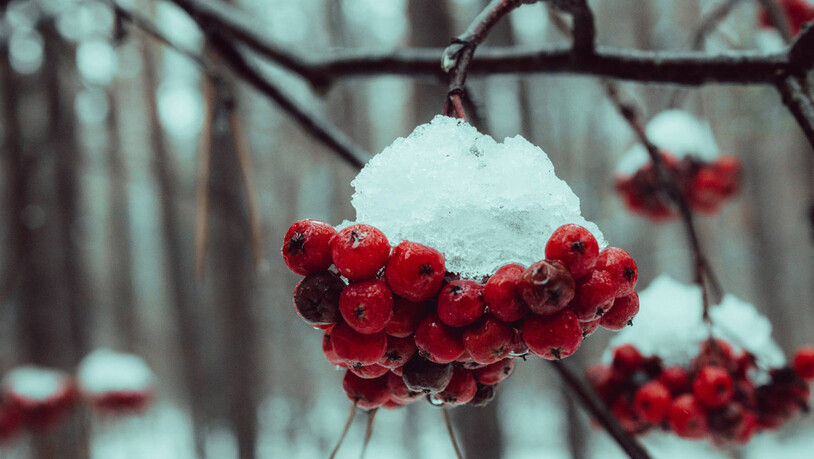 Futterquelle auch im Winter: Der Vogelbeerbaum trägt Früchte bis in den Winter hinein.