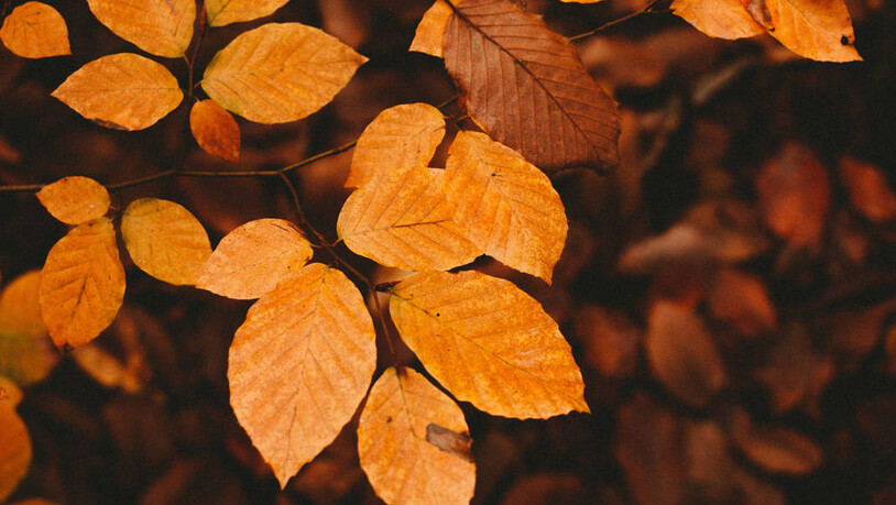Golden: Im Herbst leuchten viele Blätter goldgelb.