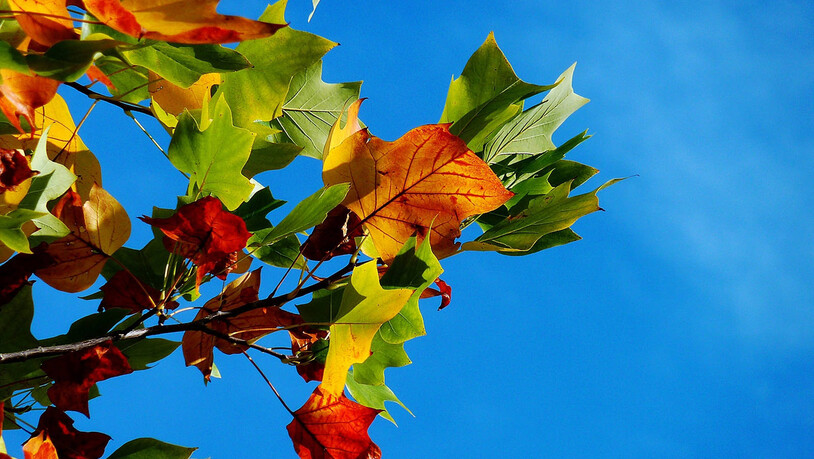 Der Herbst naht: Die Blätter beginnen langsam, sich zu verfärben.