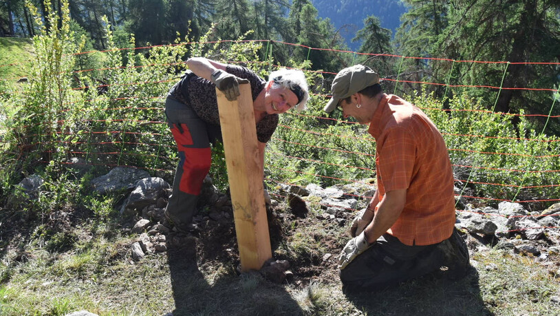 Für den Schutzwald: Die Freiwilligen verlegen in diesem Jahr eine Wasserleitung und bauen einen Zaun.