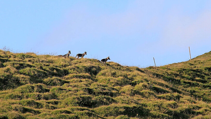 Drei Wolfswelpen des Beverinrudels erkunden ihr Revier. Sie wurden im Frühling 2021 geboren und von der Wildhut fotografiert.

