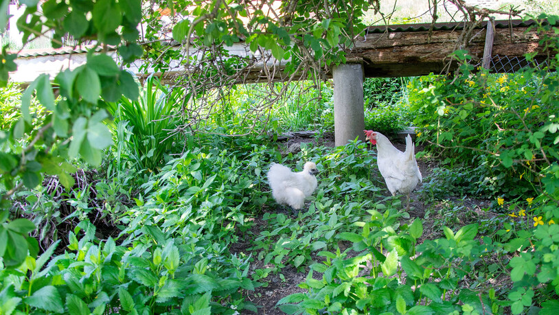 Spezielle Arten: auch einige Hühner finden Platz auf dem Hof der Jehlis. 