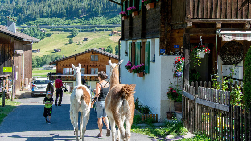 An der Leine: Beim Lama-Trekking laufen die Jegens mit den Lamas durch das Dorf.