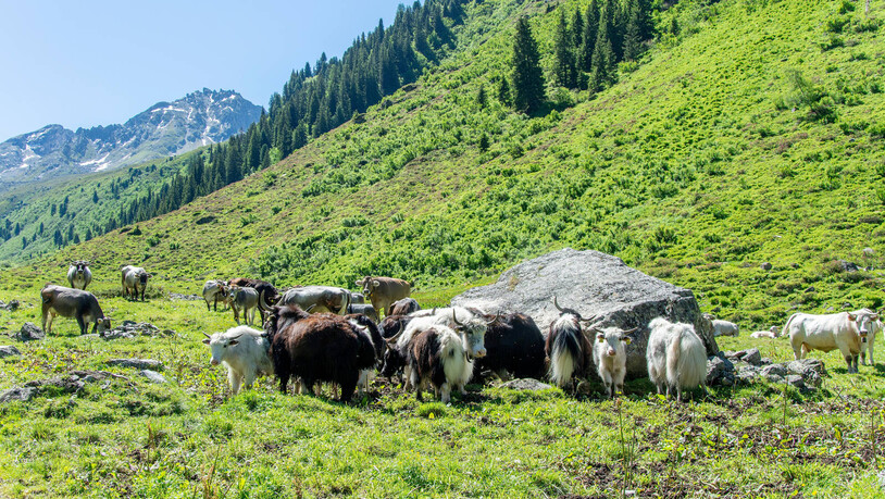 Friedliches Zusammenleben: Bartli Gruober aus Klosters hält seine Yaks und Kühe zusammen in einer Herde auf einer Gemeindschaftsweide in Schlappin.