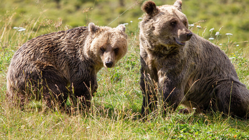 Skepsis ist schnell verflogen: Schon nach kurzer Zeit wirkten die Bärengeschwister sehr vertraut.