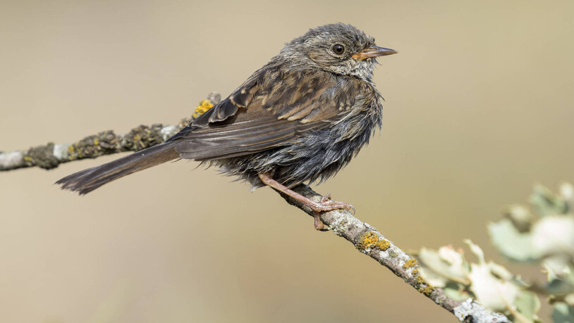 Nicht immer «jöö»: Wer einen verletzten Vogel findet, sollte diesen besser bei der Wildhut melden, als auf eigene Faust zu handeln. 