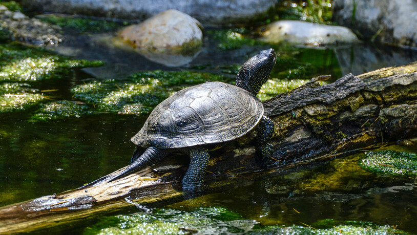 Spezielle Überwinterungsstrategie: Schildkröten fallen drei bis fünf Monate in eine Winterstarre.