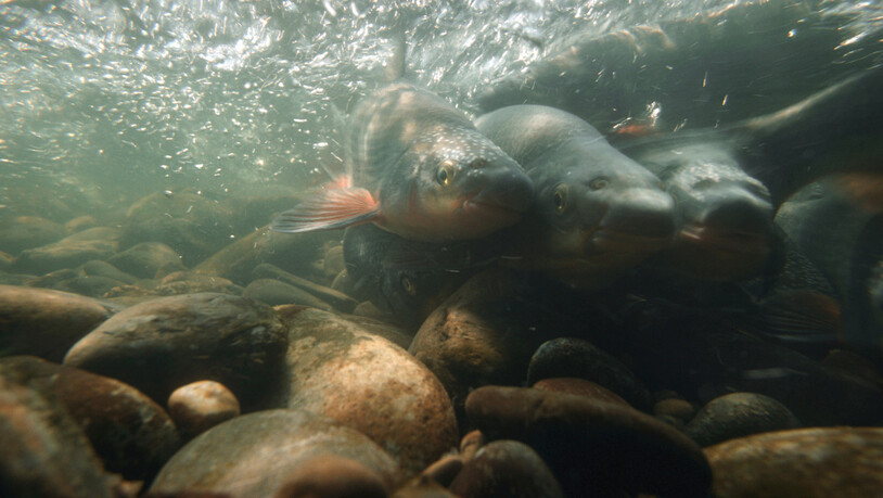 Soll wieder heimisch werden: Vor Jahrzehnten starb die Nase im Linthgebiet aus, bald werden aber Tausende Jungfische ausgesetzt.