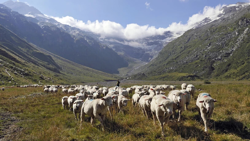 Alpabzug der 900 Schafe in der Val Fex