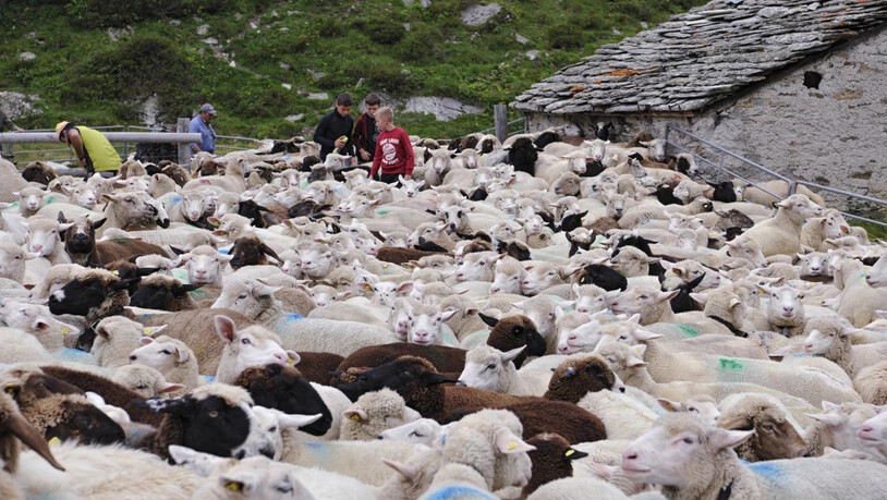 Alpabzug der 900 Schafe in der Val Fex