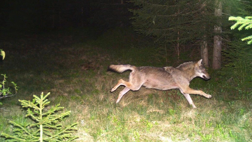 Der Verdacht hat sich bestätigt: Der Wolf ist verantwortlich für 40 Schafrisse bei Splügen.