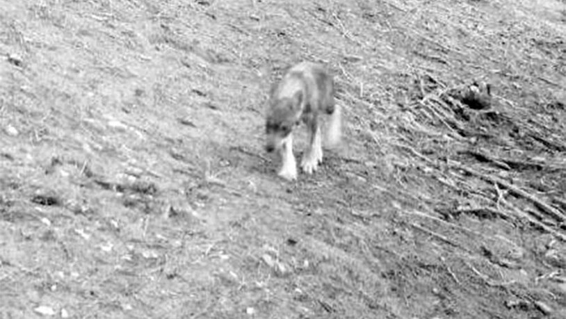 In Trin wurden vor acht Wochen Kadaver von Jungwölfen gefunden. Hier im Bild ist ein Jungwolf vom Calandarudel zu sehen.