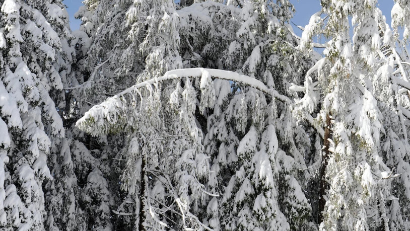 Schnee