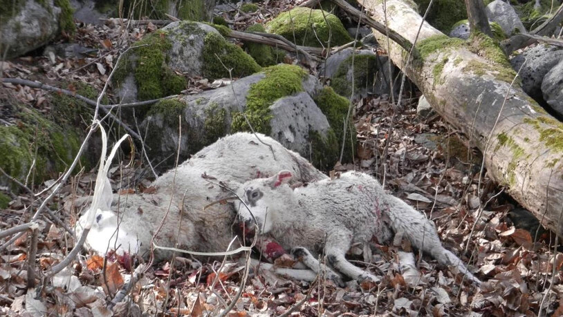 Ein Bild aus dem letzten Jahr: Hier Riss Wolf M75 zwei Schafe.