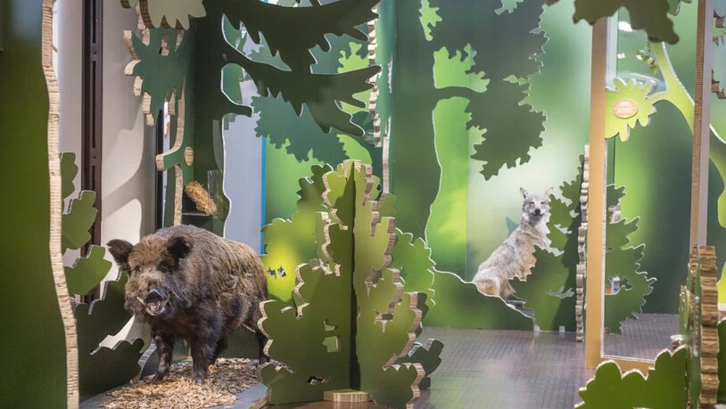 Bündner Naturmuseum Sonderausstellung Wild auf Wald