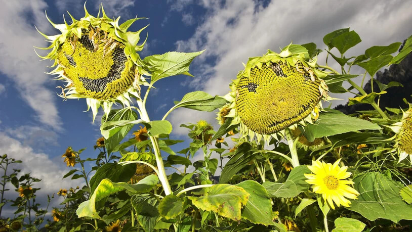 Im Kanton Glarus werden wieder grosse Sonnenblumen gesucht.