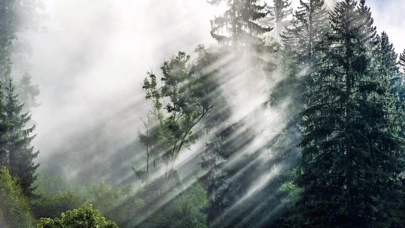 Wie wichtig der Schweizer Wald für uns Menschen ist, geht manchmal verloren.