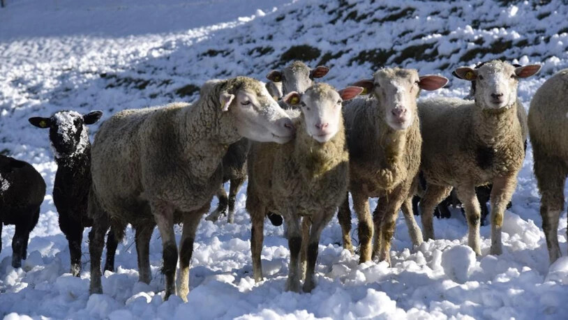 Der Landrat stimmt einem Stallbau für bis zu 200 Schafe zu.
