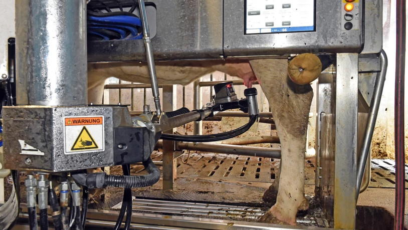 Auf dem Rütihof in Landquart werden die Kühe mit einem Melkroboter gemolken. 