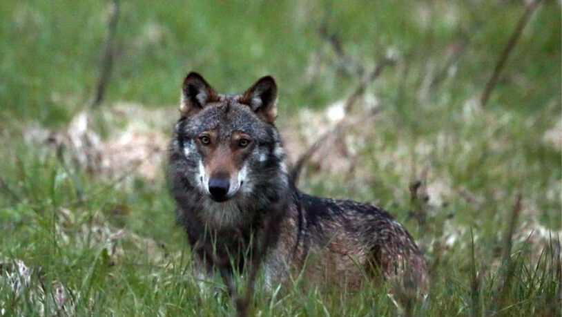 Der Nationalrat hat über die Regulierung der Wolfsbestände diskutiert.