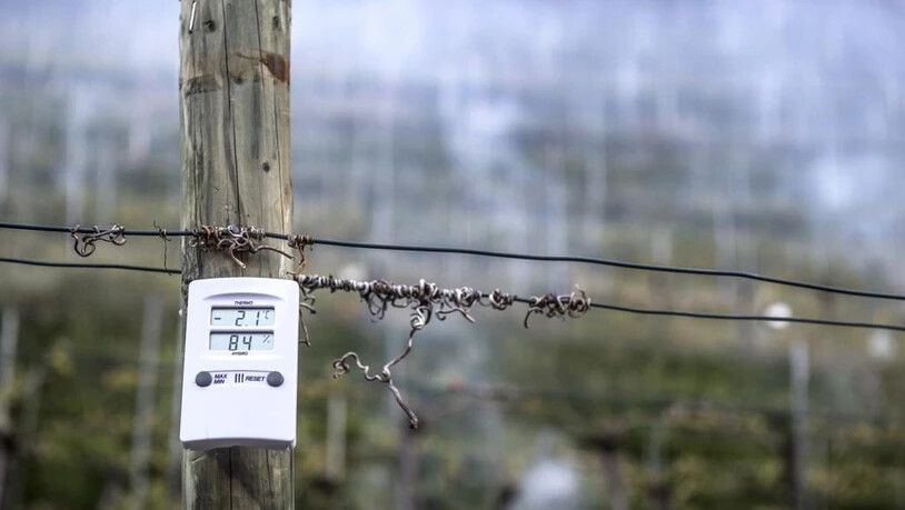 Viele Bündner Winzer überprüfen die Temperatur in den Weinbergen akribisch.
