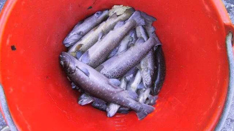 Bei Brusio wurden mehrere Dutzend tote Fische gefunden.