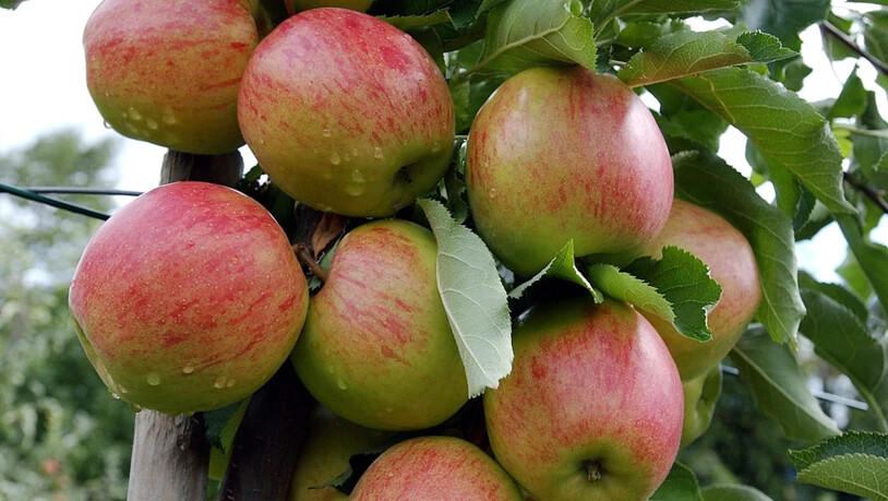 Mundraub: Im Vorbeigehen rasch ein paar Äpfel für den Apfelkuchen einpacken. Ist das erlaubt?
