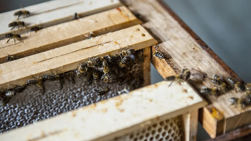 Besonders der kalte Mai hielt die Bienen von ihrer Arbeit ab.