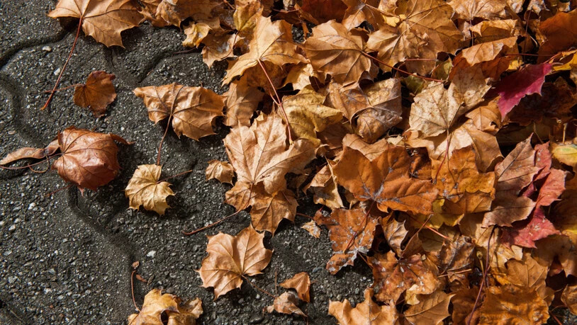 Herbst Laub 
