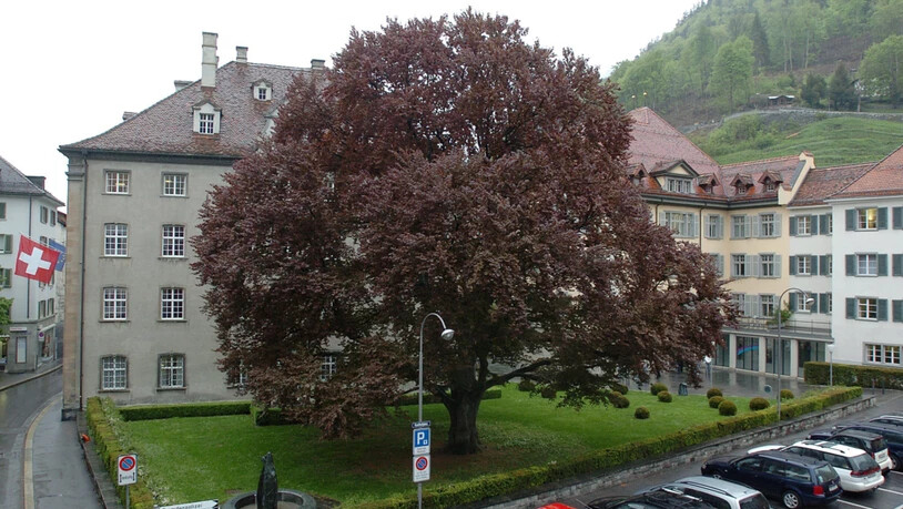 Baum Baeume Buche