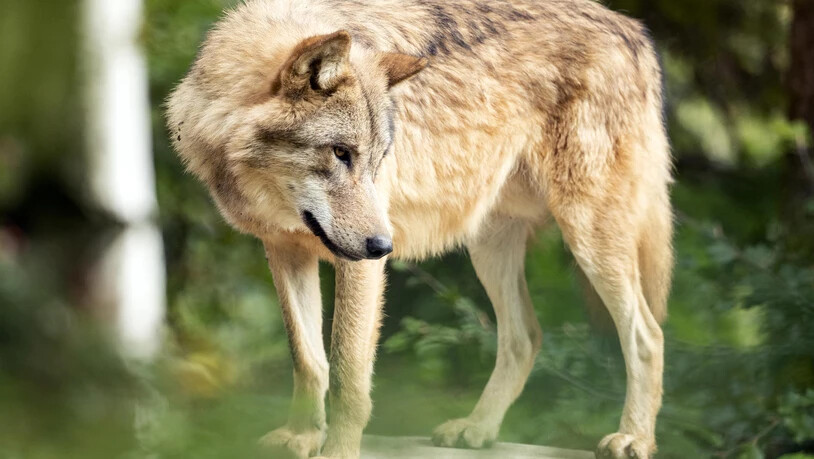 SCHWEIZ ZOO ZUERICH WOLF