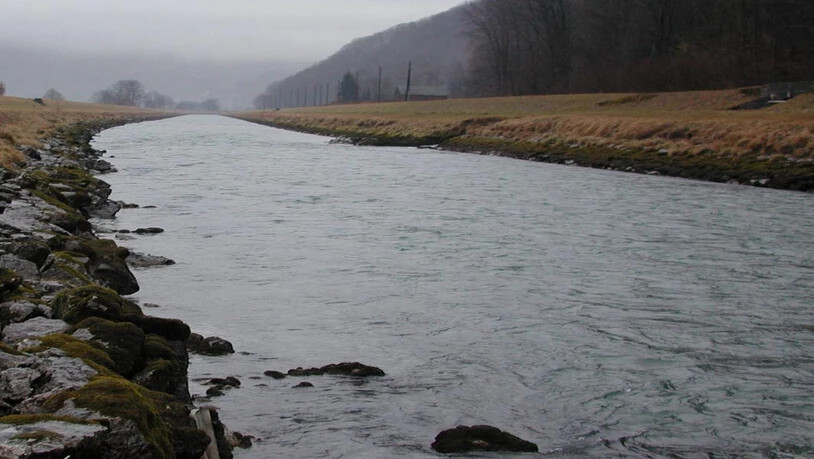 Am Linthkanal fühlen sich die Biber offenbar wohl.
